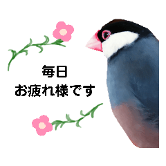 [LINEスタンプ] 桜文鳥なスタンプ3