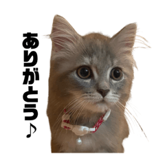 [LINEスタンプ] サイベリアンつみれの日常①