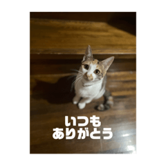 [LINEスタンプ] ひめぬこmoff＆mii
