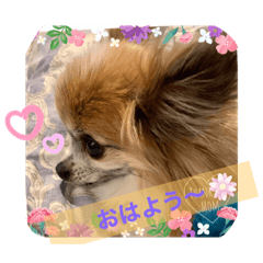 [LINEスタンプ] ワンコがいっぱい