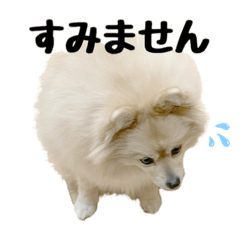 [LINEスタンプ] ポメラニアンのモコ。②