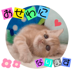 [LINEスタンプ] ねこまーち プリンセスクリーム