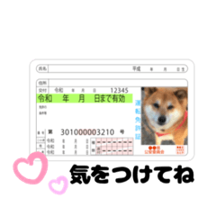 [LINEスタンプ] デブじゃない！私はぽっちゃり系柴犬だぁ