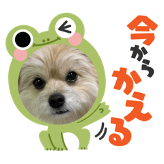 [LINEスタンプ] 我が家のハーフ犬ポメチ⑩