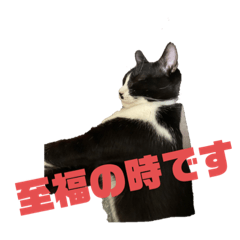 [LINEスタンプ] ぶさかわねこちゃんのあいさつ