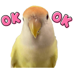 [LINEスタンプ] コザクラインコ 黄吉の敬語