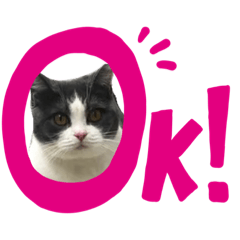 [LINEスタンプ] おうち猫はなちゃんのスタンプ6