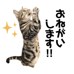 [LINEスタンプ] こなまみれ