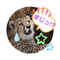 [LINEスタンプ] Animal Photo Stamps ～big cats～