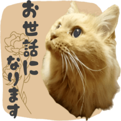 [LINEスタンプ] 敬語・リアル猫イーちゃんの写真スタンプ