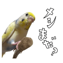 [LINEスタンプ] インコのラピスタンプ