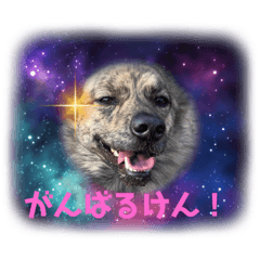 [LINEスタンプ] 博多弁を学ぶ台湾犬。