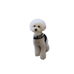 [LINEスタンプ] トイプードルのモチャーン