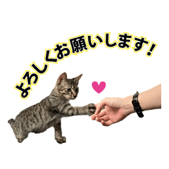 [LINEスタンプ] 保護猫ズ