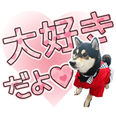 [LINEスタンプ] 黒柴犬 ♡ 敬語 ♡スタンプ01 豆柴 黒柴