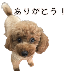 [LINEスタンプ] シェリーちゃん 動くスタンプ (1)