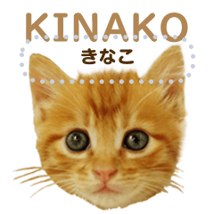 [LINEスタンプ] ぐうかわ♥生後3週間の茶トラ子猫写真