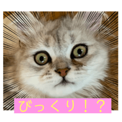 [LINEスタンプ] 可愛い猫♡♥