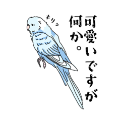 [LINEスタンプ] わがままインコのアクアさん