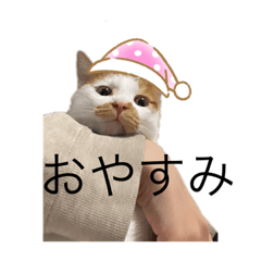 [LINEスタンプ] 茶白じょじちゃん