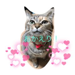 [LINEスタンプ] あんずちゃん パート4
