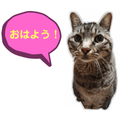 [LINEスタンプ] ネコと家族の会話