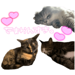 [LINEスタンプ] うちのネコたちしか勝たん