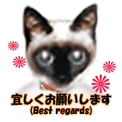 [LINEスタンプ] imayoの愛想無し猫⁂動画スタンプ