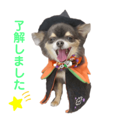 [LINEスタンプ] チワワのうにさん
