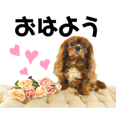 [LINEスタンプ] 茶太郎くんスタンプ2